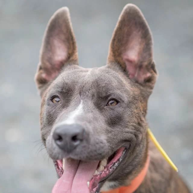 Rock, mixed breed for adoption at SPA de Loire Atlantique, Nantes