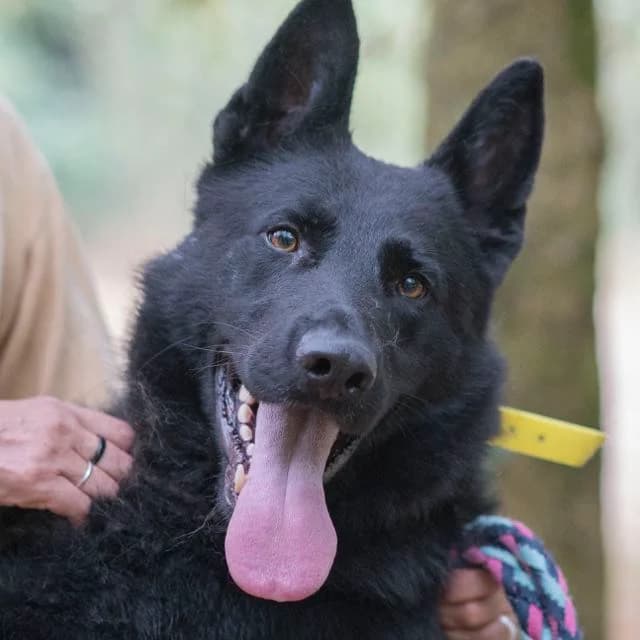 Tom, Mixed Breed for adoption at SPA de Loire Atlantique, Nantes