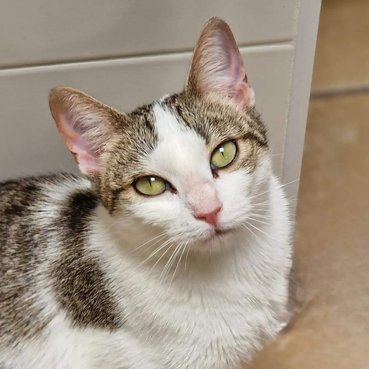 Agrippine, Mixed Breed for adoption at SPA de Loire Atlantique, Nantes