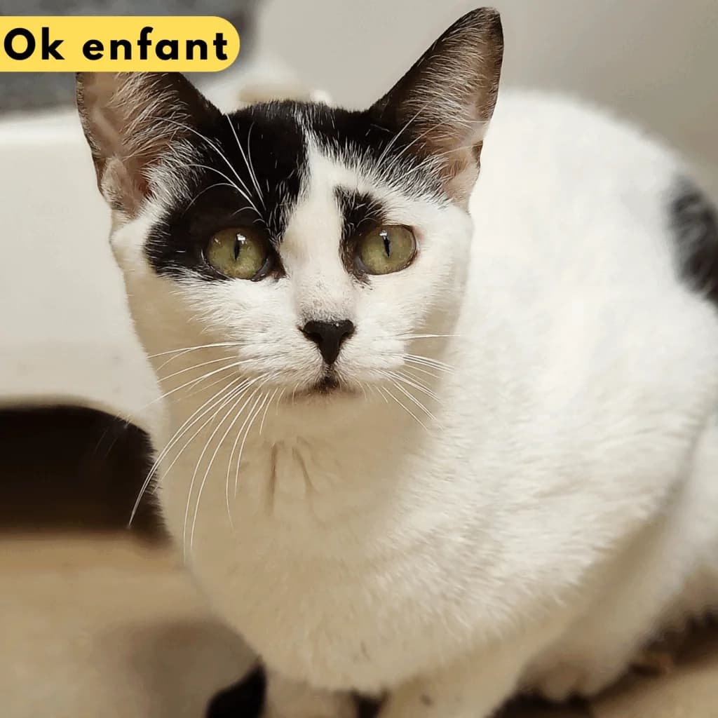 Anaelle, Mixed Breed for adoption at SPA de Loire Atlantique, Nantes