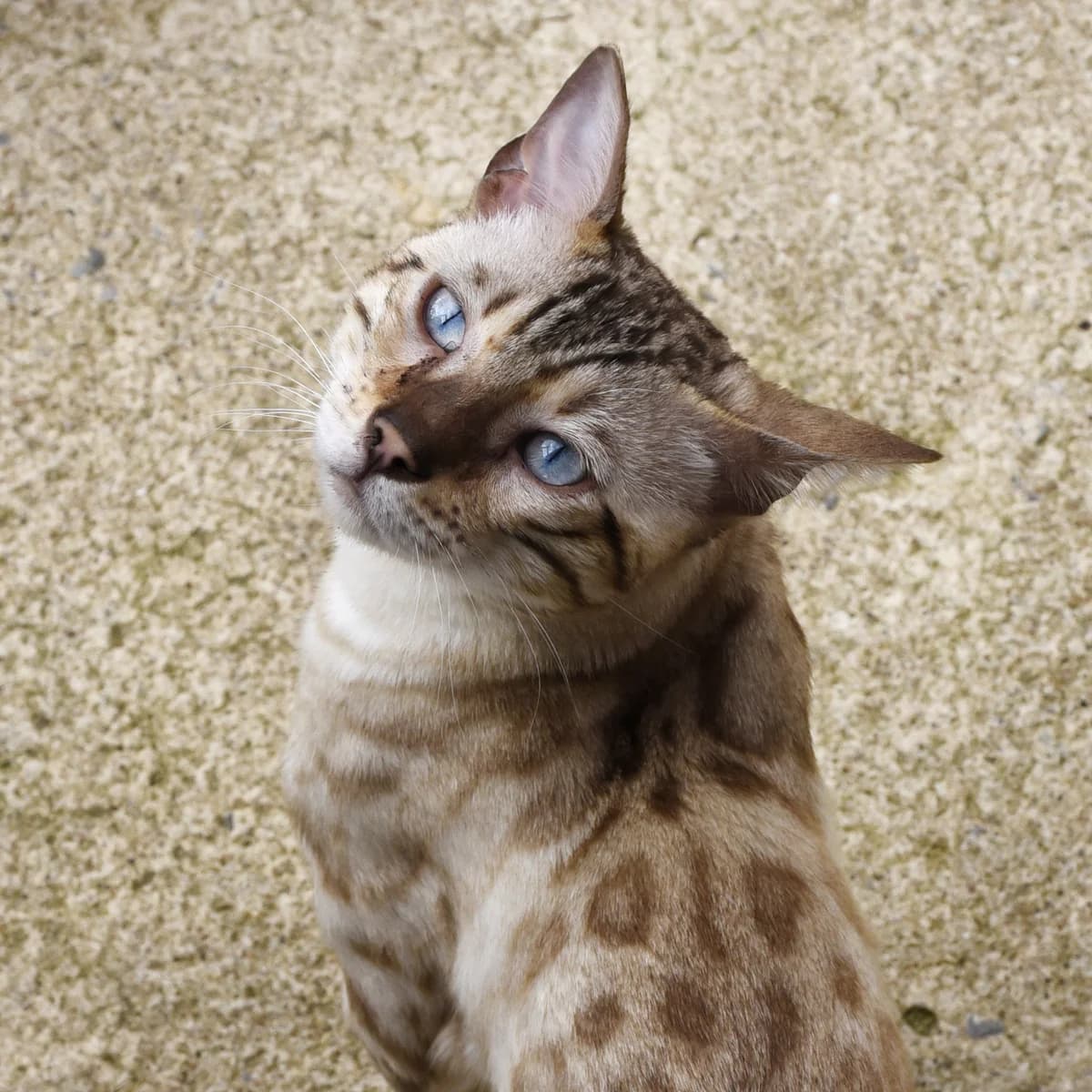 Aysik, Mixed Breed for adoption at SPA de Loire Atlantique, Nantes