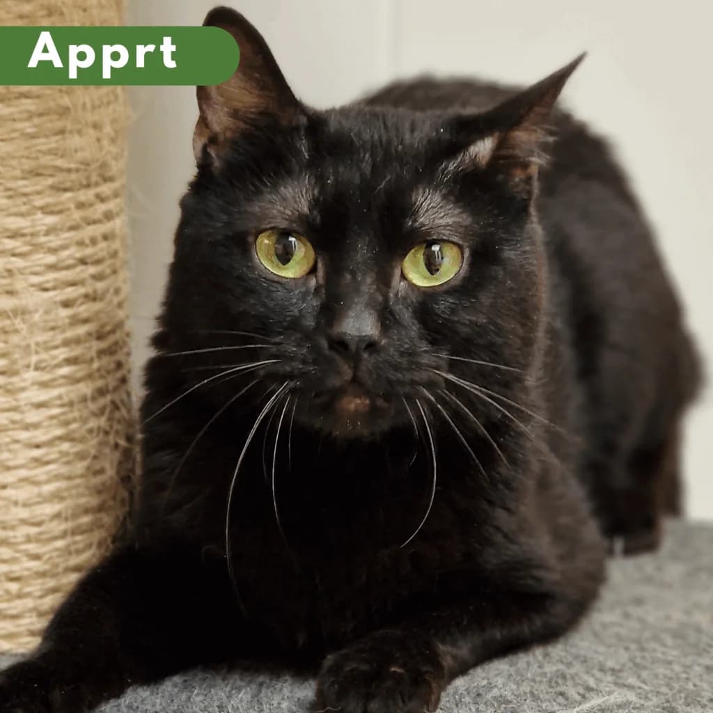 Balzac, Mixed Breed for adoption at SPA de Loire Atlantique, Nantes