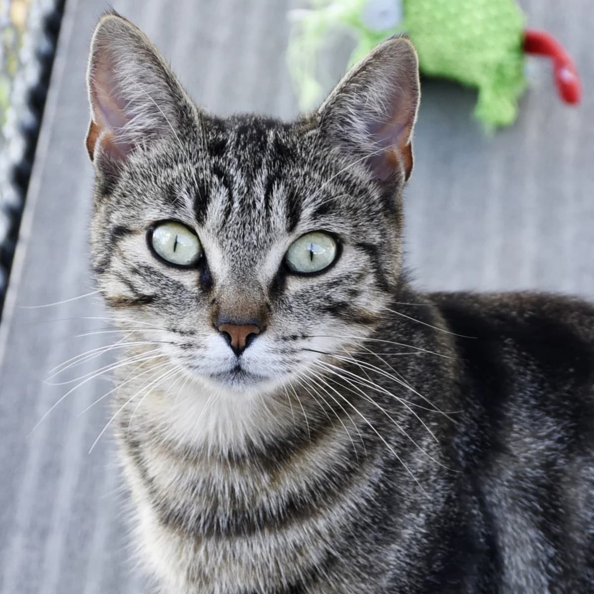 Camomille, Mixed Breed for adoption at SPA de Loire Atlantique, Nantes
