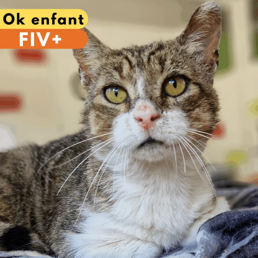 Coco, Mixed Breed for adoption at SPA de Loire Atlantique, Nantes