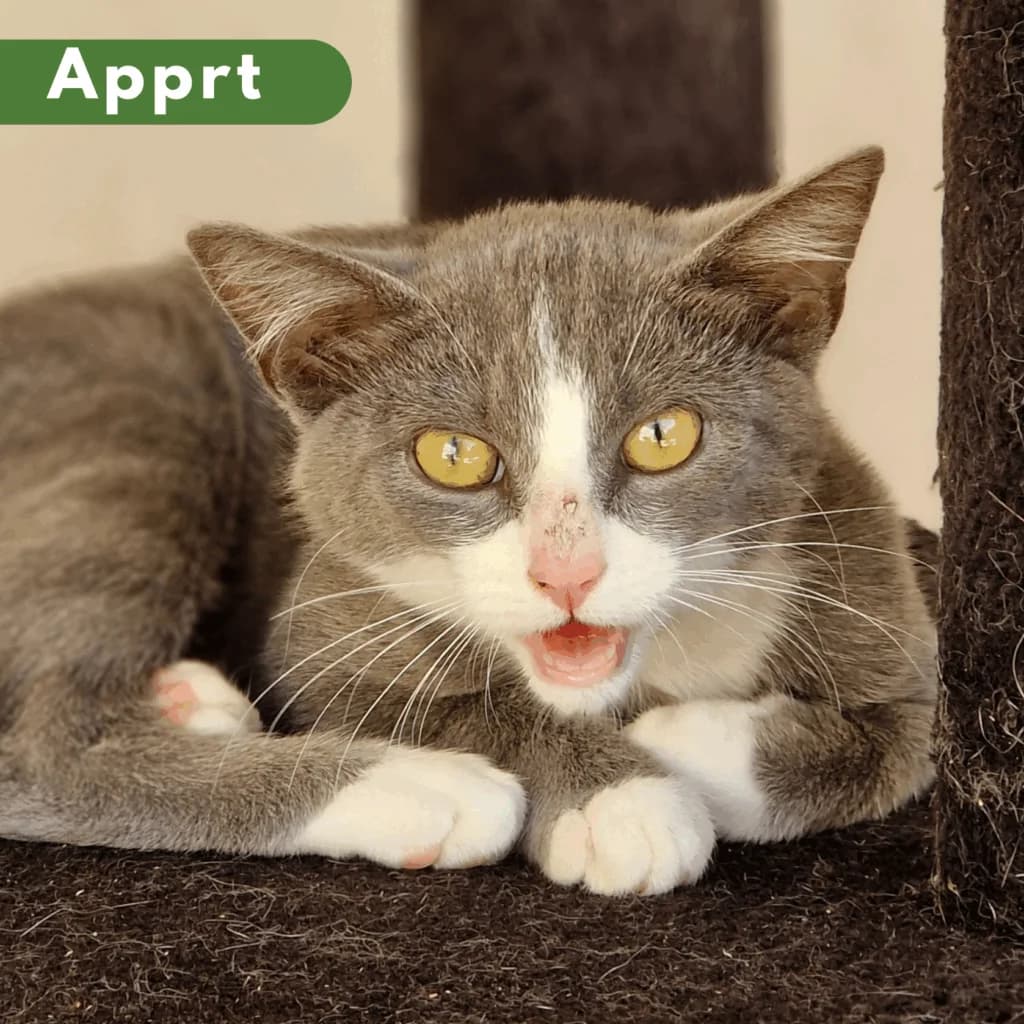 Cocteau, Mixed Breed for adoption at SPA de Loire Atlantique, Nantes