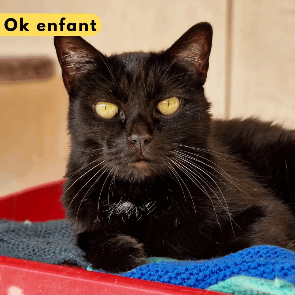 Doyle, Mixed Breed for adoption at SPA de Loire Atlantique, Nantes