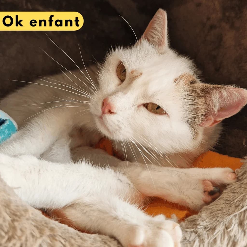 First-one, Mixed Breed for adoption at SPA de Loire Atlantique, Nantes