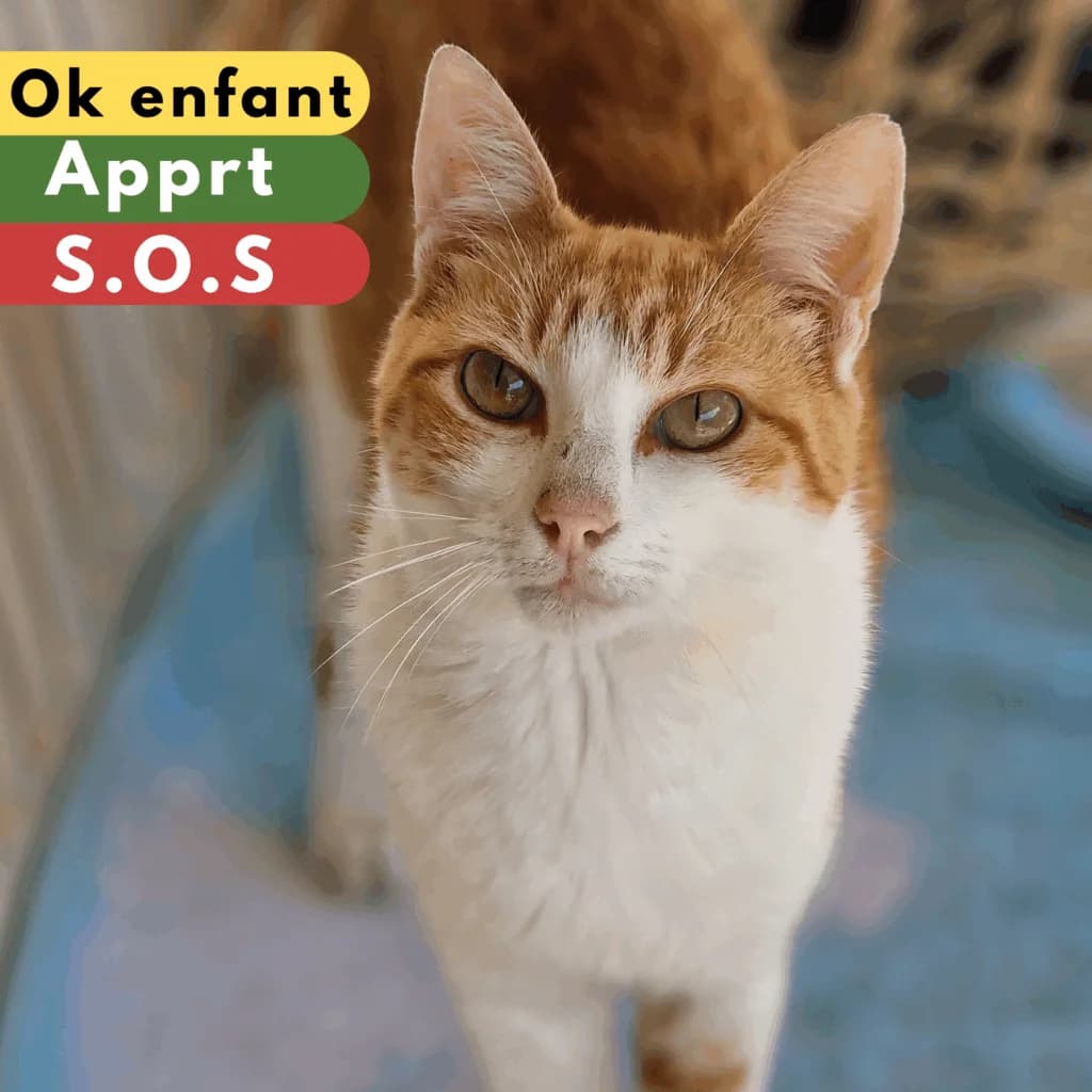 Heart, Mixed Breed for adoption at SPA de Loire Atlantique, Nantes