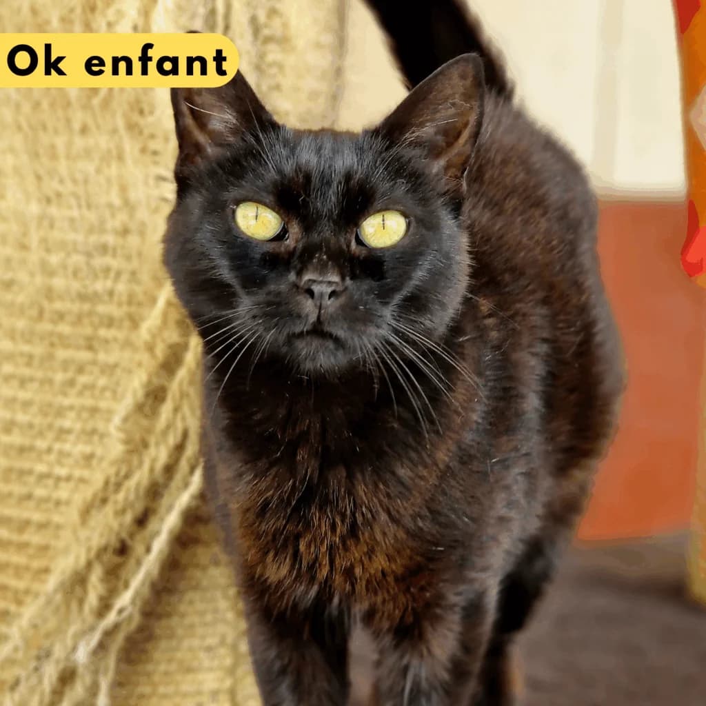 K-pop, Mixed Breed for adoption at SPA de Loire Atlantique, Nantes