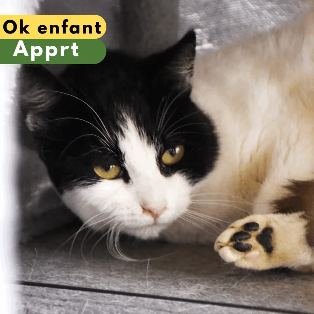 Kickers, Mixed Breed for adoption at SPA de Loire Atlantique, Nantes