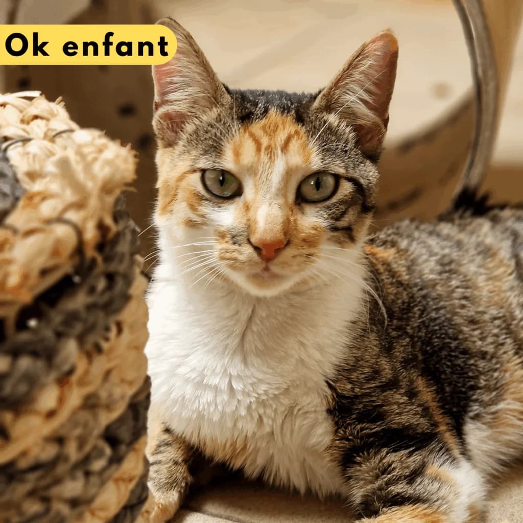 Kora, Mixed Breed for adoption at SPA de Loire Atlantique, Nantes