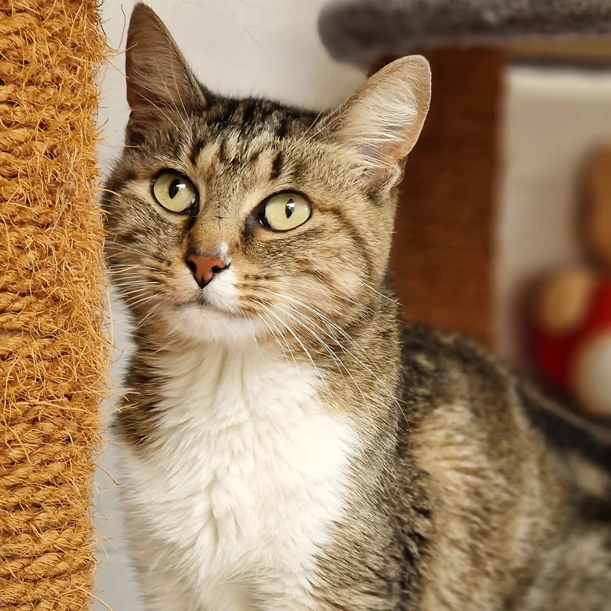Lalisa, Mixed Breed for adoption at SPA de Loire Atlantique, Nantes