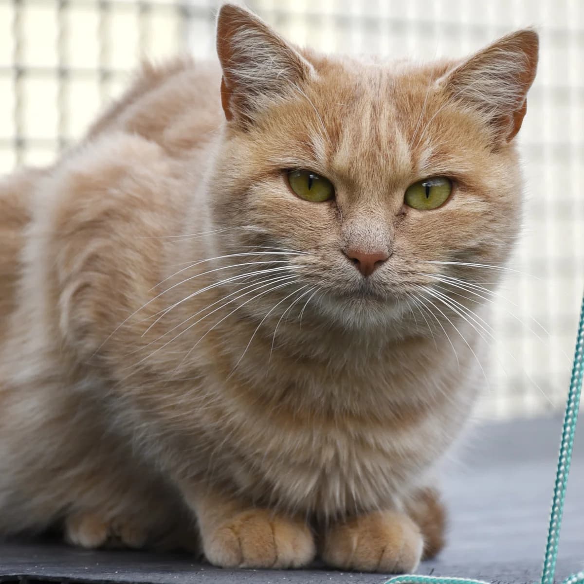 Laposte, Mixed Breed for adoption at SPA de Loire Atlantique, Nantes