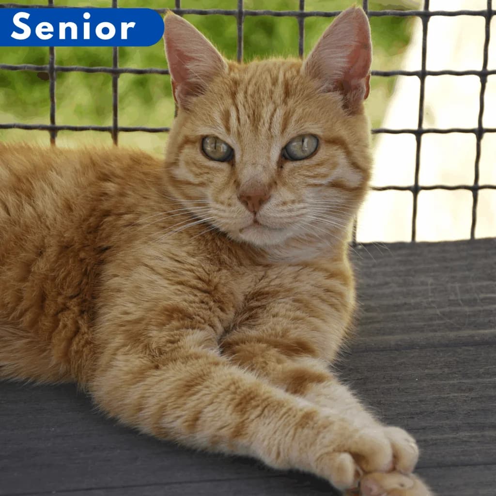 Lenny, Mixed Breed for adoption at SPA de Loire Atlantique, Nantes
