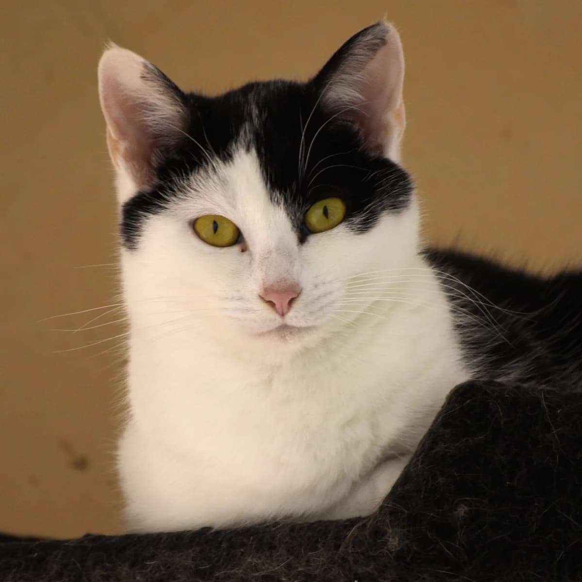 Mont blanc, Mixed Breed for adoption at SPA de Loire Atlantique, Nantes