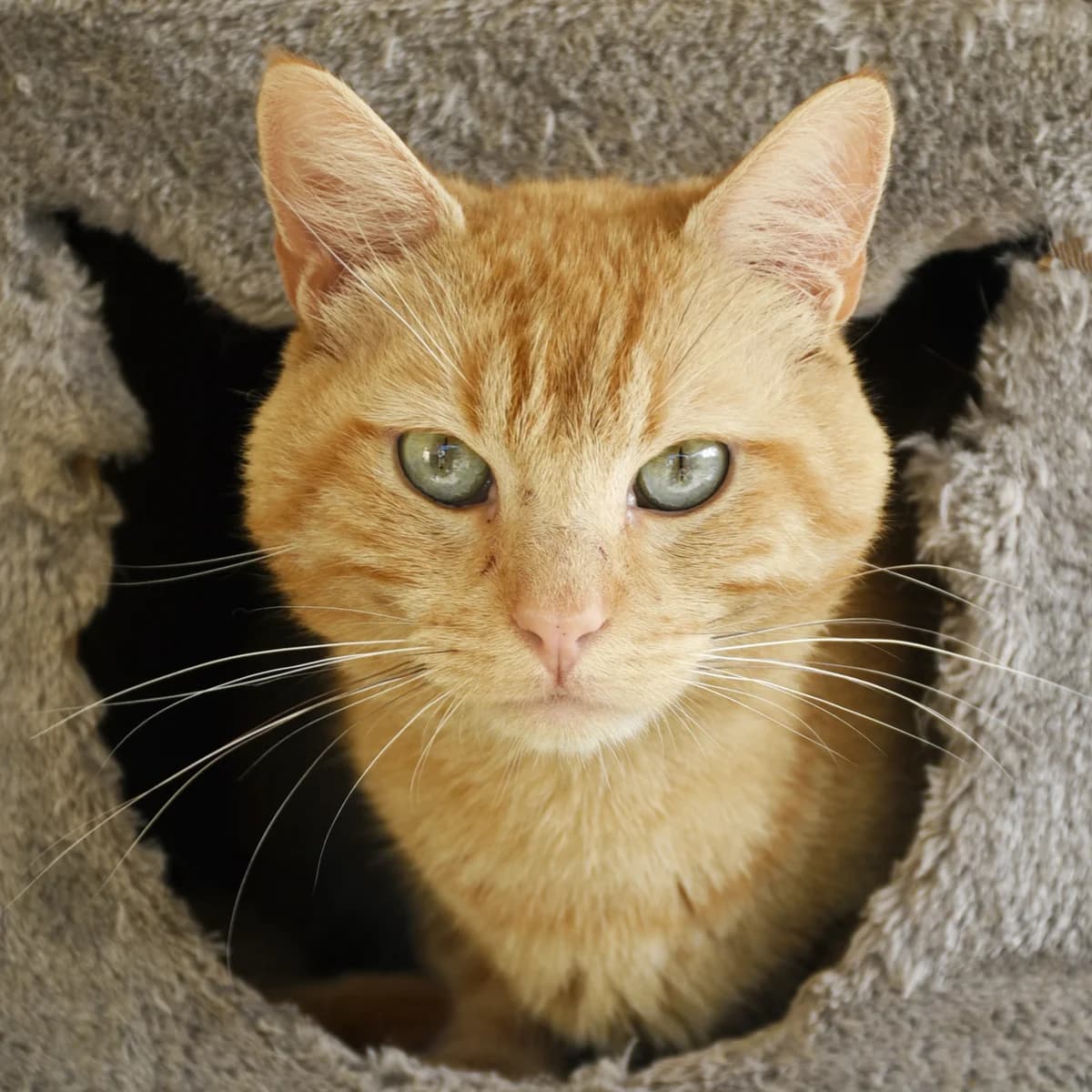 Moon, Mixed Breed for adoption at SPA de Loire Atlantique, Nantes
