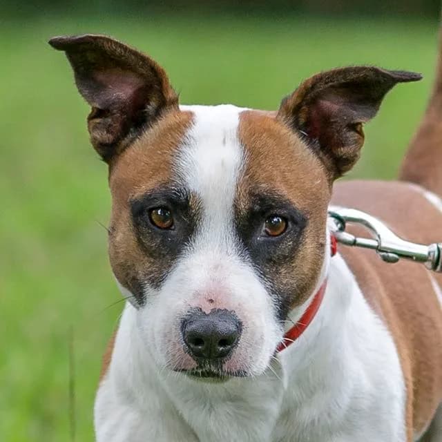 Aristote, Mixed Breed for adoption at SPA de Loire Atlantique, Nantes