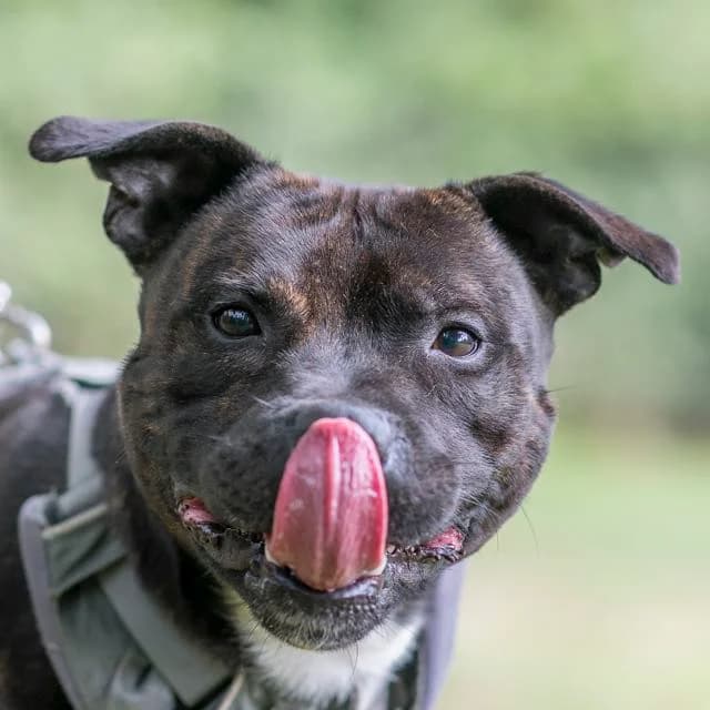 Boss, Mixed Breed for adoption at SPA de Loire Atlantique, Nantes