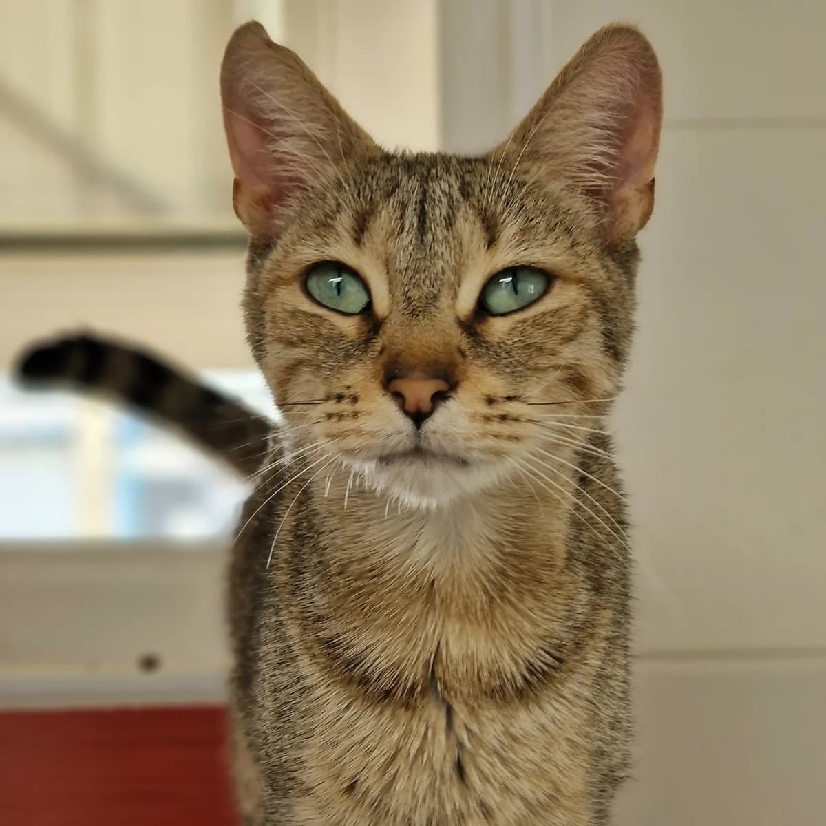 Morticia, Mixed Breed for adoption at SPA de Loire Atlantique, Nantes