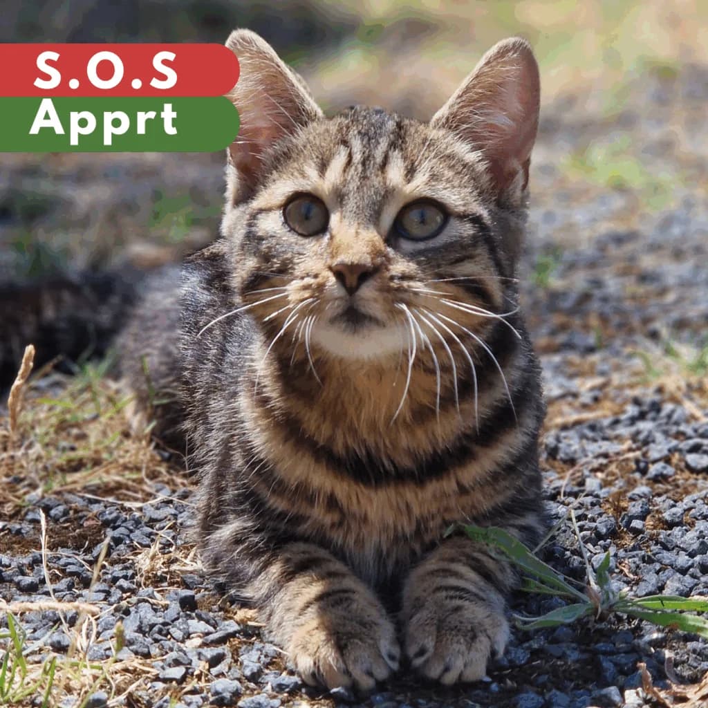 Vodkapom, Mixed Breed for adoption at SPA de Loire Atlantique, Nantes