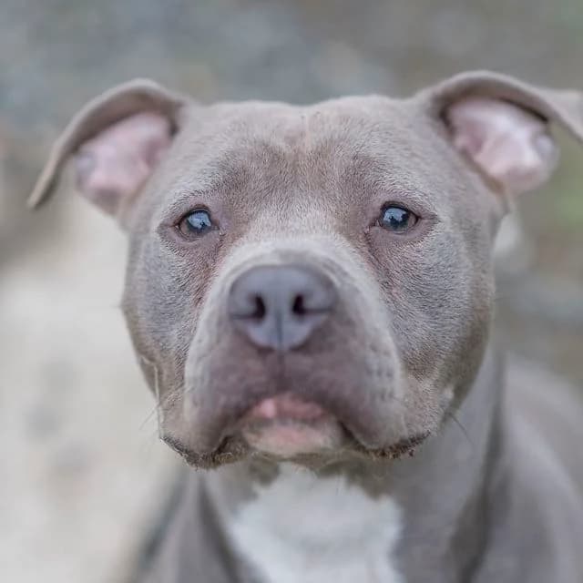 Lagertha, mixed breed for adoption at SPA de Loire Atlantique, Nantes