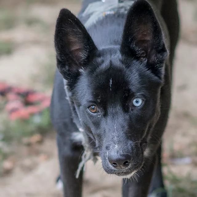 Artik, Husky for adoption at SPA de Loire Atlantique, Nantes