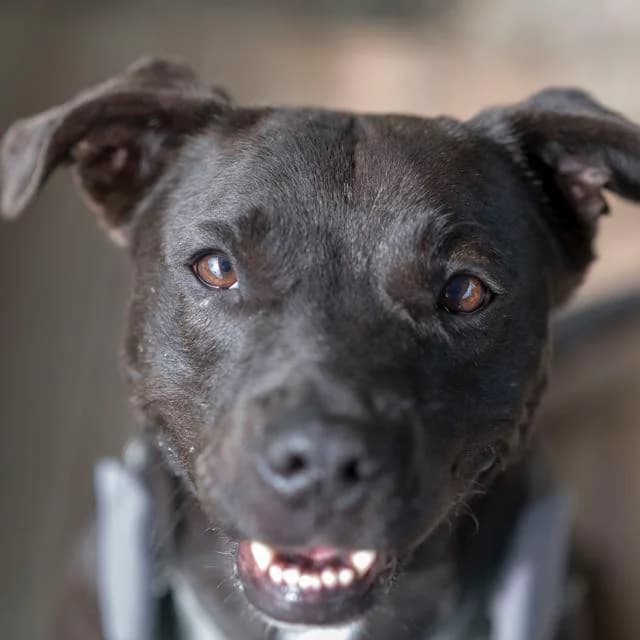 Sooky, Labrador Retriever for adoption at SPA de Loire Atlantique, Nantes