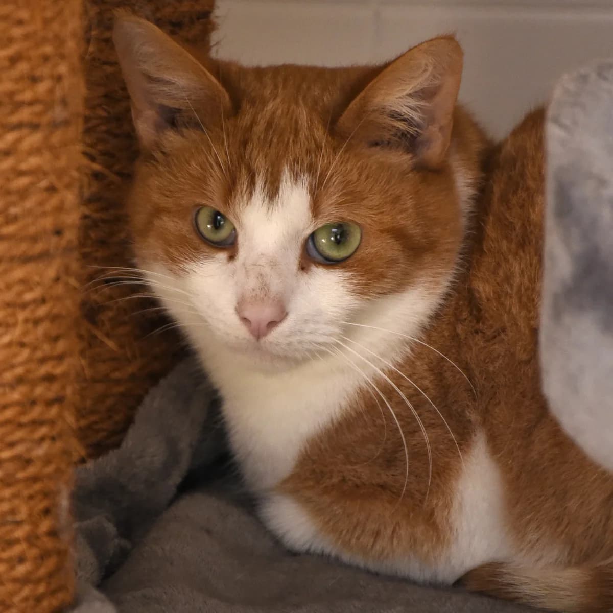 Cocotier, Mixed Breed for adoption at SPA de Loire Atlantique, Nantes