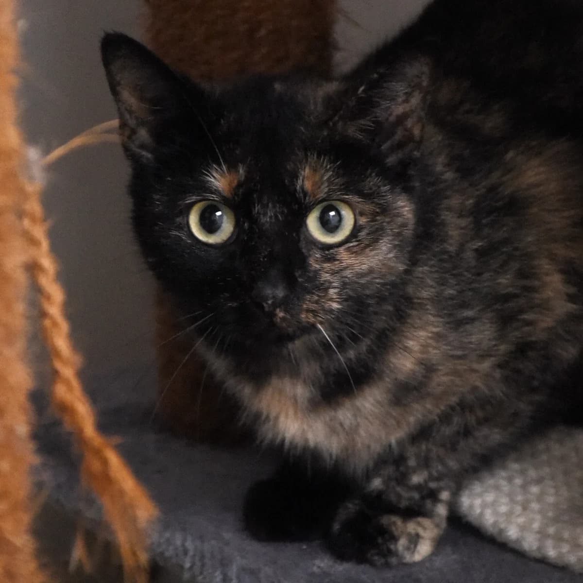 Escalonia, European Shorthair for adoption at SPA de Loire Atlantique, Nantes