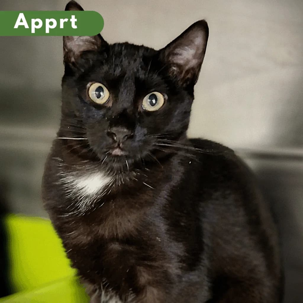 Kikinou, Mixed Breed for adoption at SPA de Loire Atlantique, Nantes