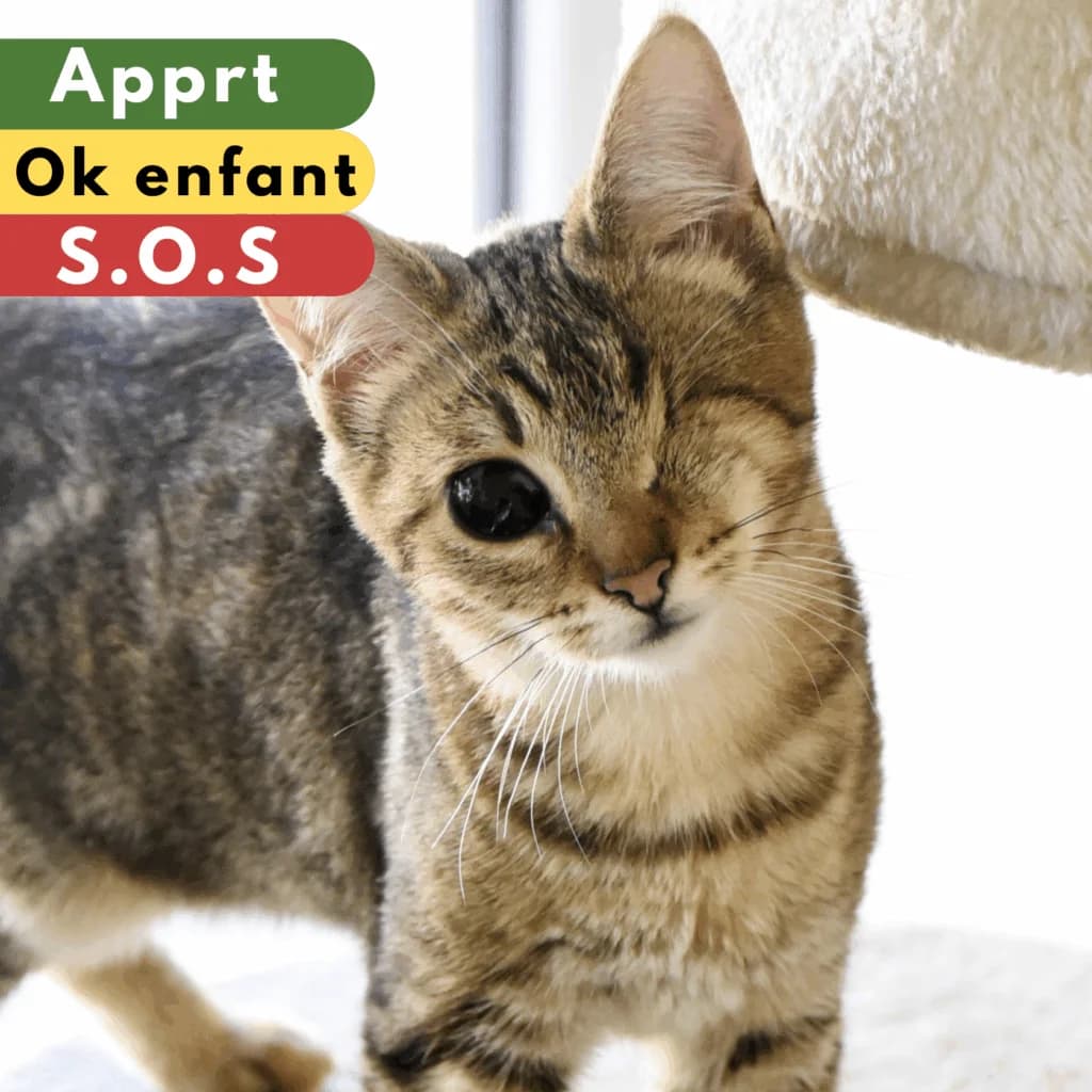 Lio, Mixed Breed for adoption at SPA de Loire Atlantique, Nantes
