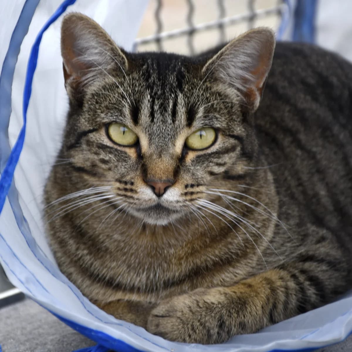 Lipton, male 5yo Mixed Breed for adoption at SPA de Loire Atlantique, Nantes