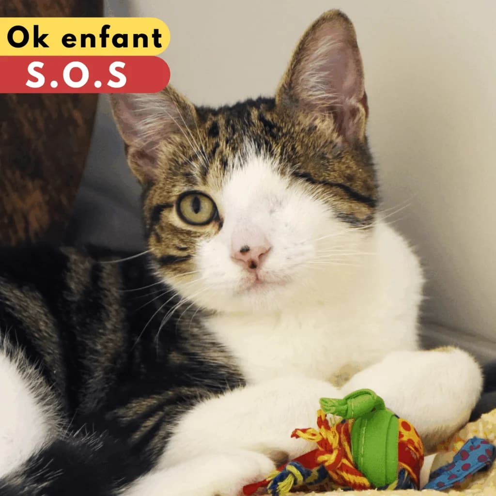 Lucky strike, Mixed Breed for adoption at SPA de Loire Atlantique, Nantes