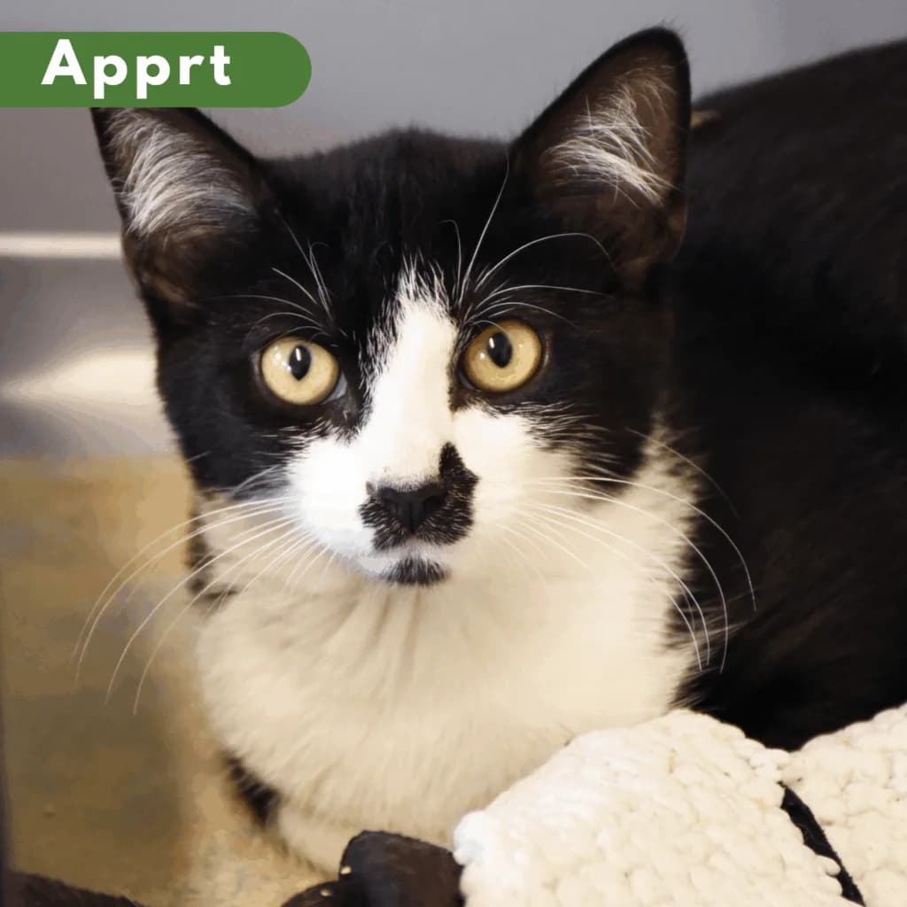 Pedro, Mixed Breed for adoption at SPA de Loire Atlantique, Nantes
