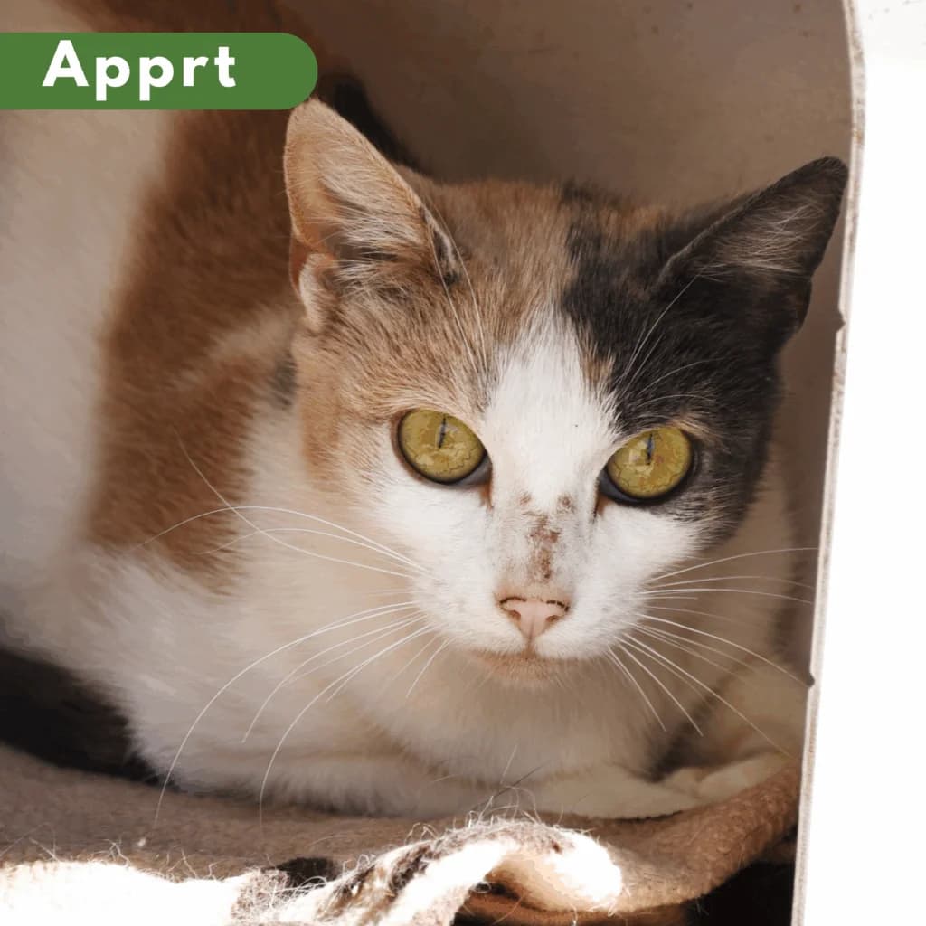 Pivoine, European Shorthair for adoption at SPA de Loire Atlantique, Nantes