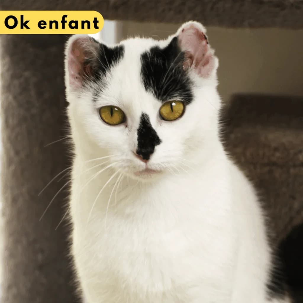 Sandale, Mixed Breed for adoption at SPA de Loire Atlantique, Nantes