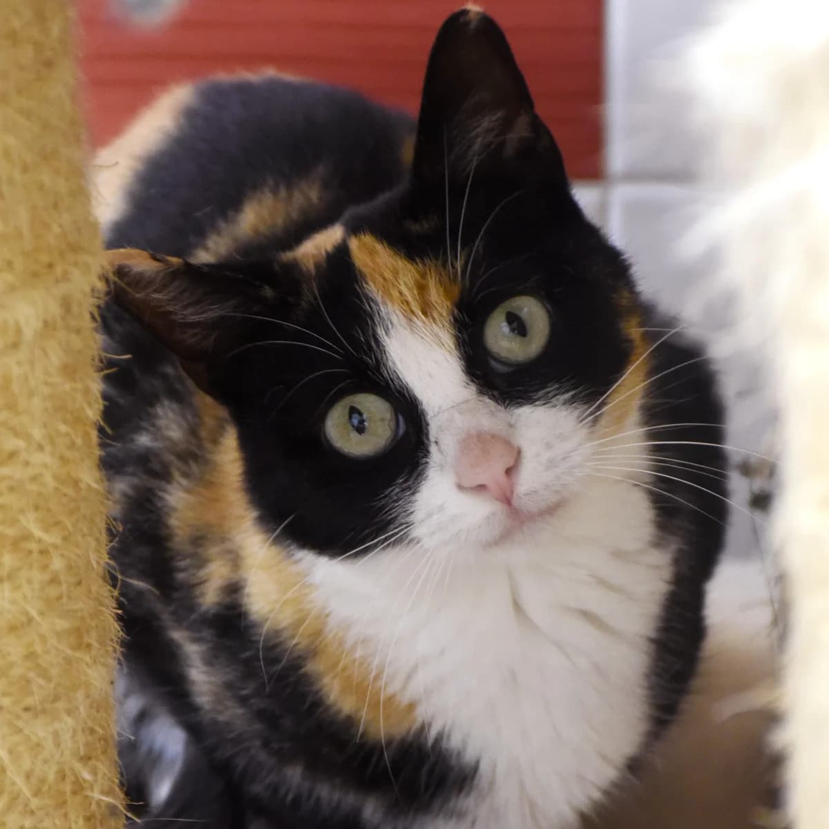 Tamagochi, European Shorthair for adoption at SPA de Loire Atlantique, Nantes