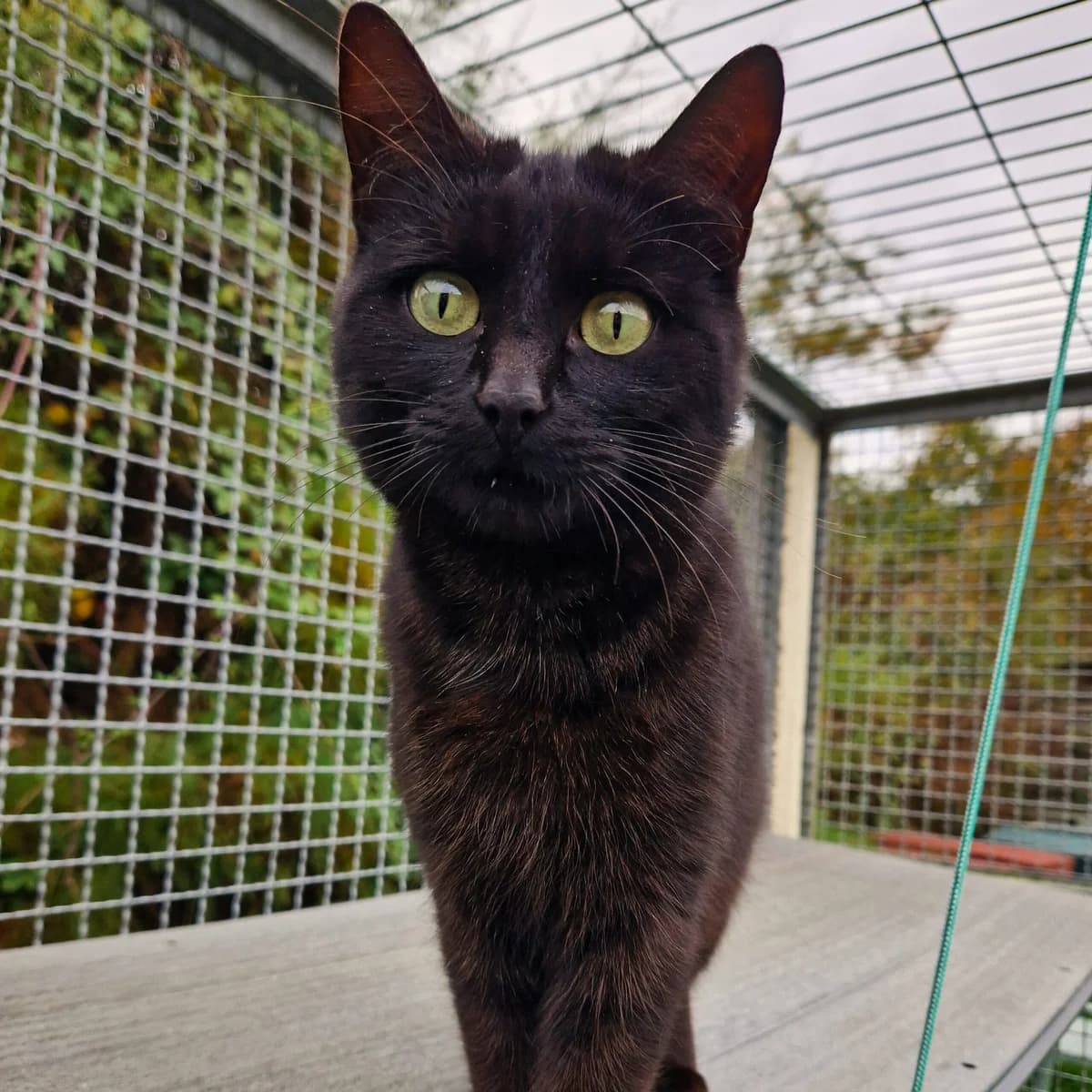 Tamara, Mixed Breed for adoption at SPA de Loire Atlantique, Nantes