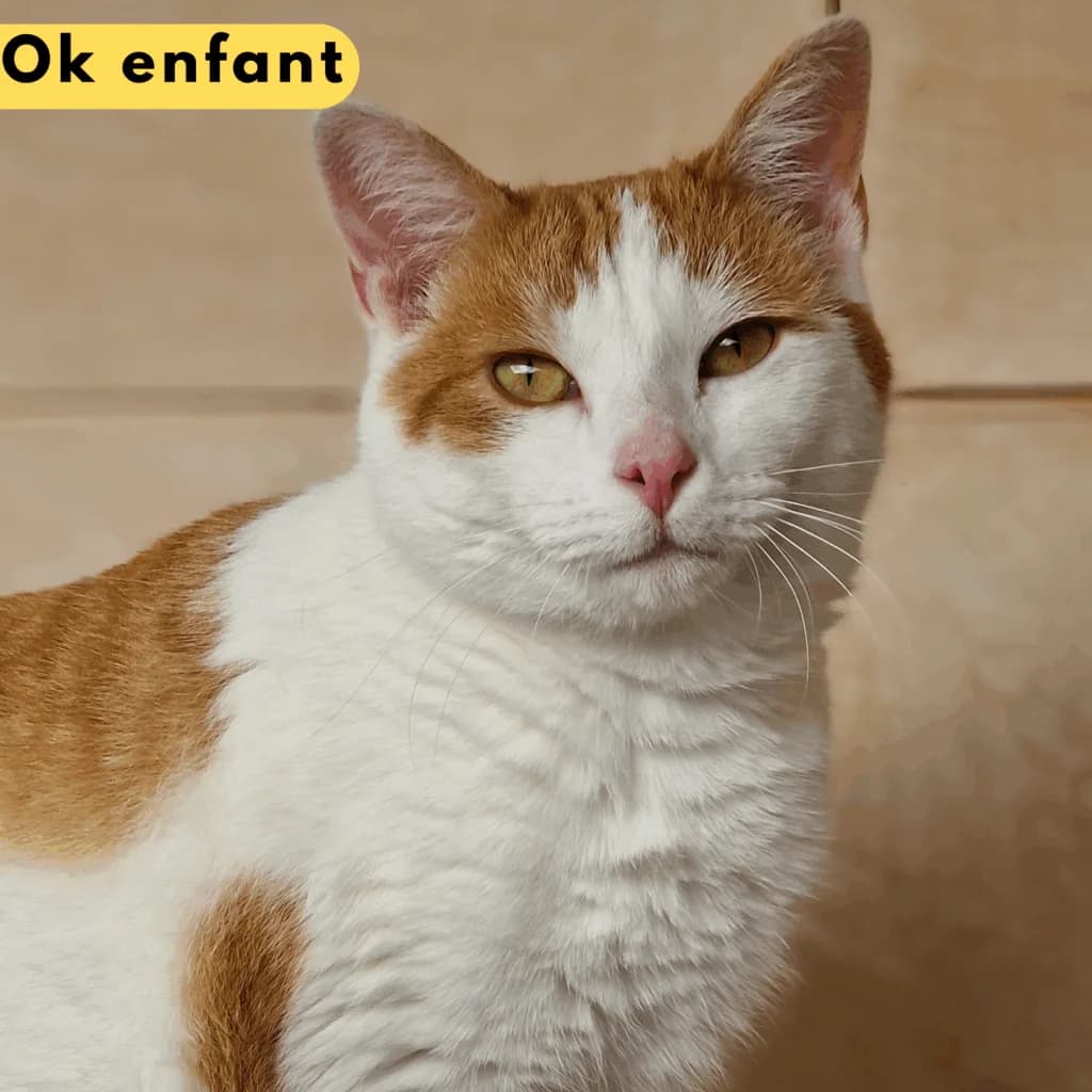 Touille, Mixed Breed for adoption at SPA de Loire Atlantique, Nantes