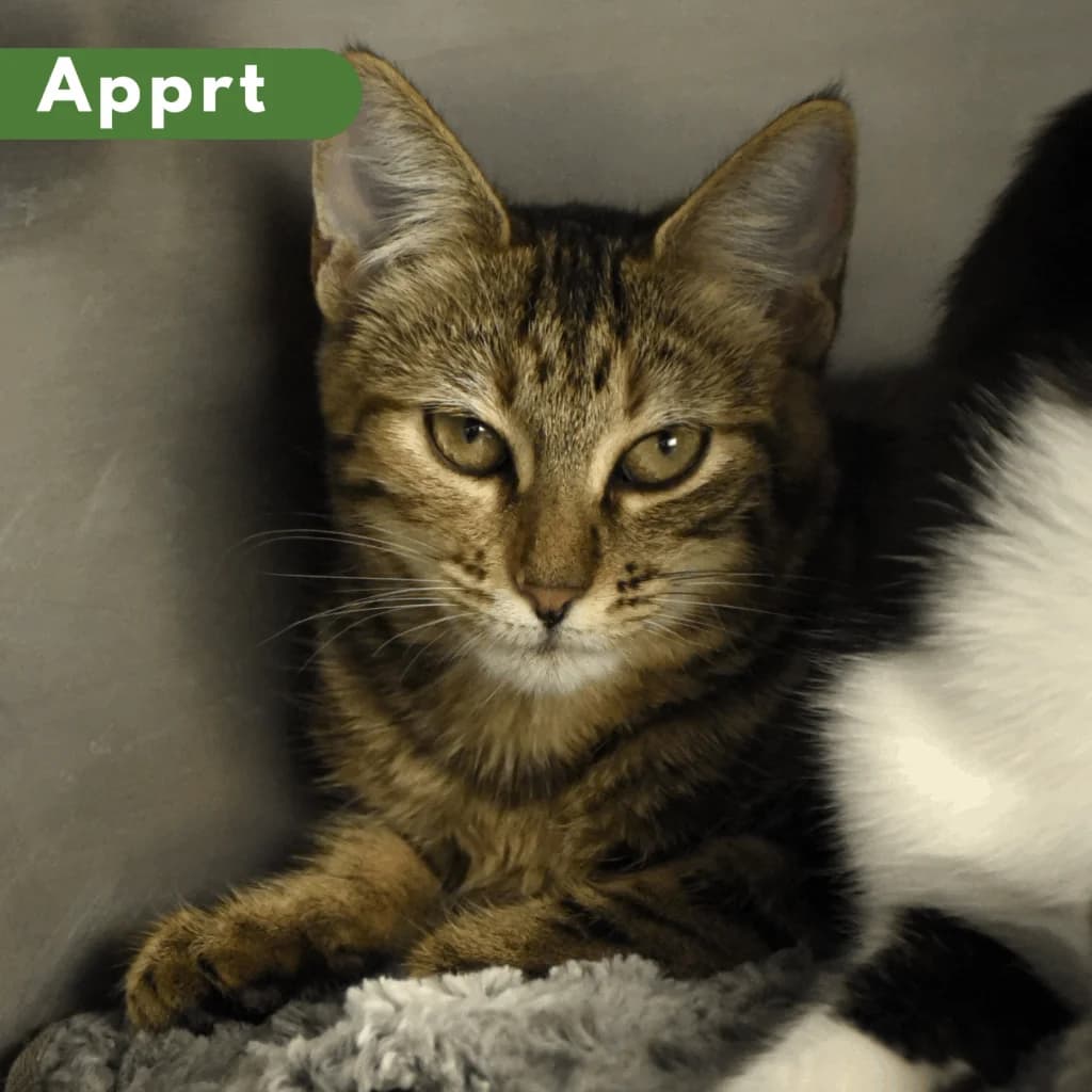 Charabia, Mixed Breed for adoption at SPA de Loire Atlantique, Nantes