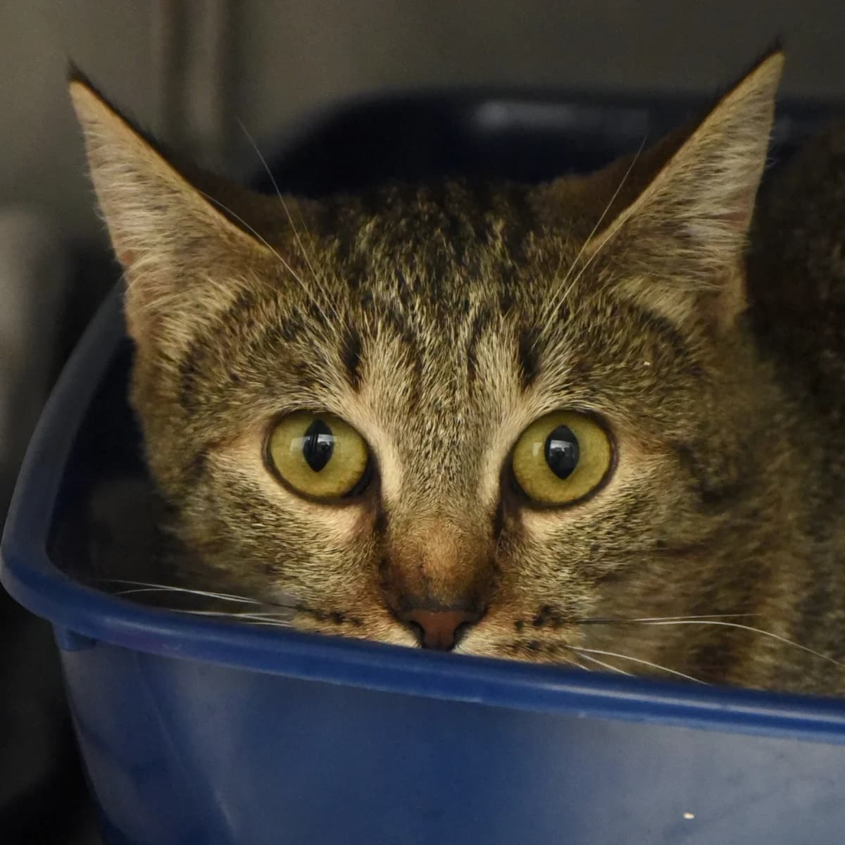 Murène, European Shorthair for adoption at SPA de Loire Atlantique, Nantes