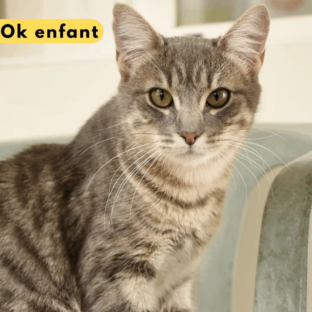 Delco, Mixed Breed for adoption at SPA de Loire Atlantique, Nantes