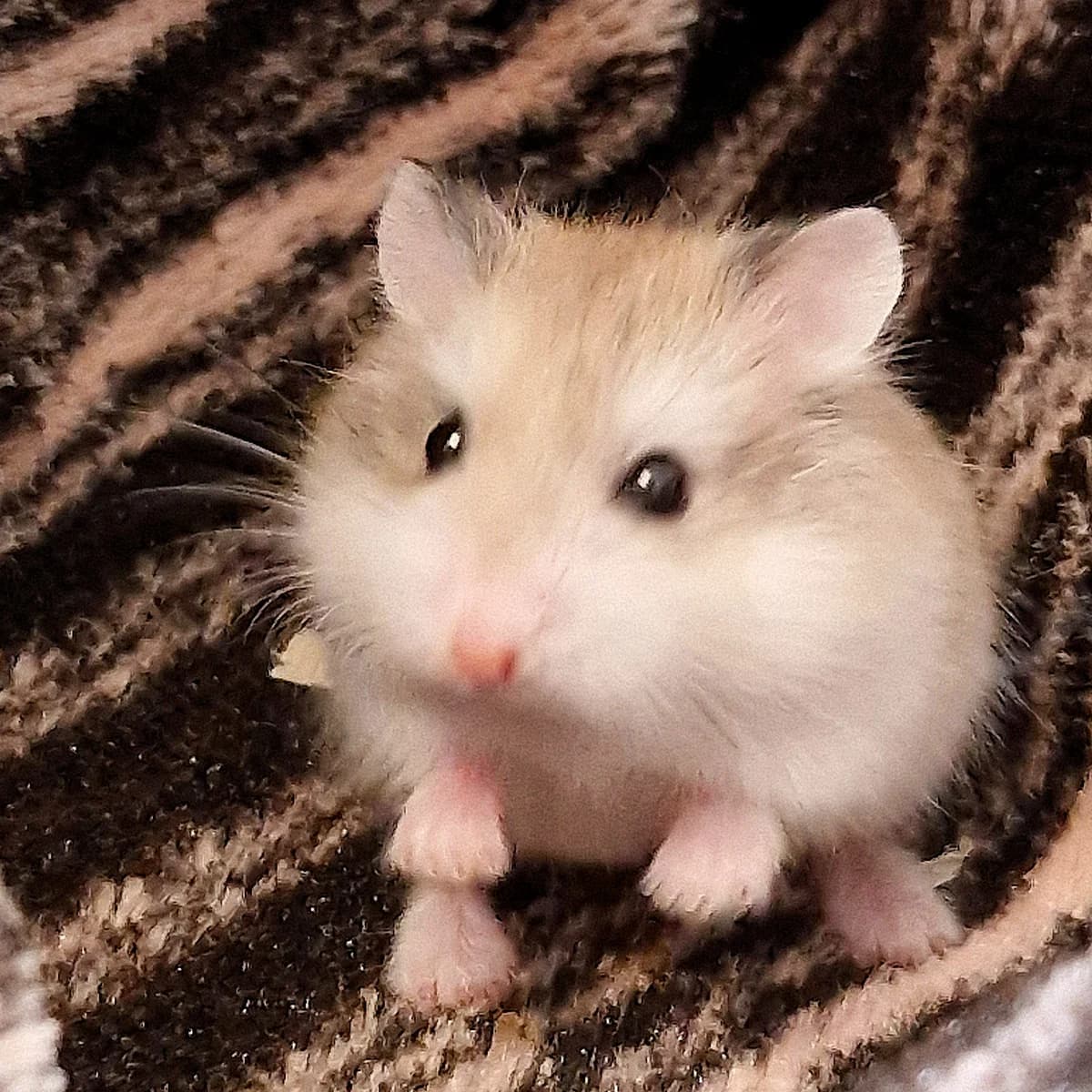 Hamster de Roborovski, Mixed Breed for adoption at SPA de Loire Atlantique, Nantes