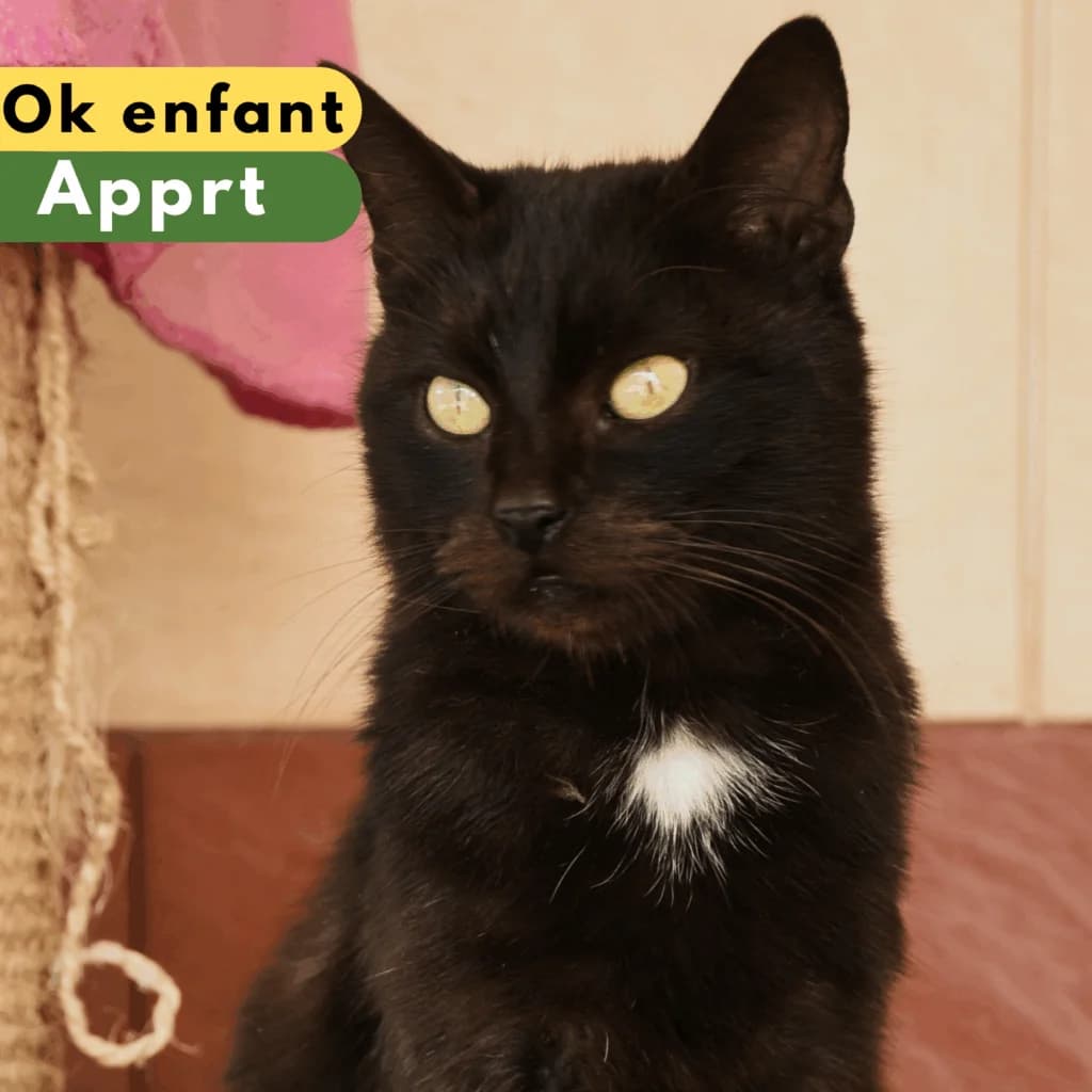 Scab, Mixed Breed for adoption at SPA de Loire Atlantique, Nantes