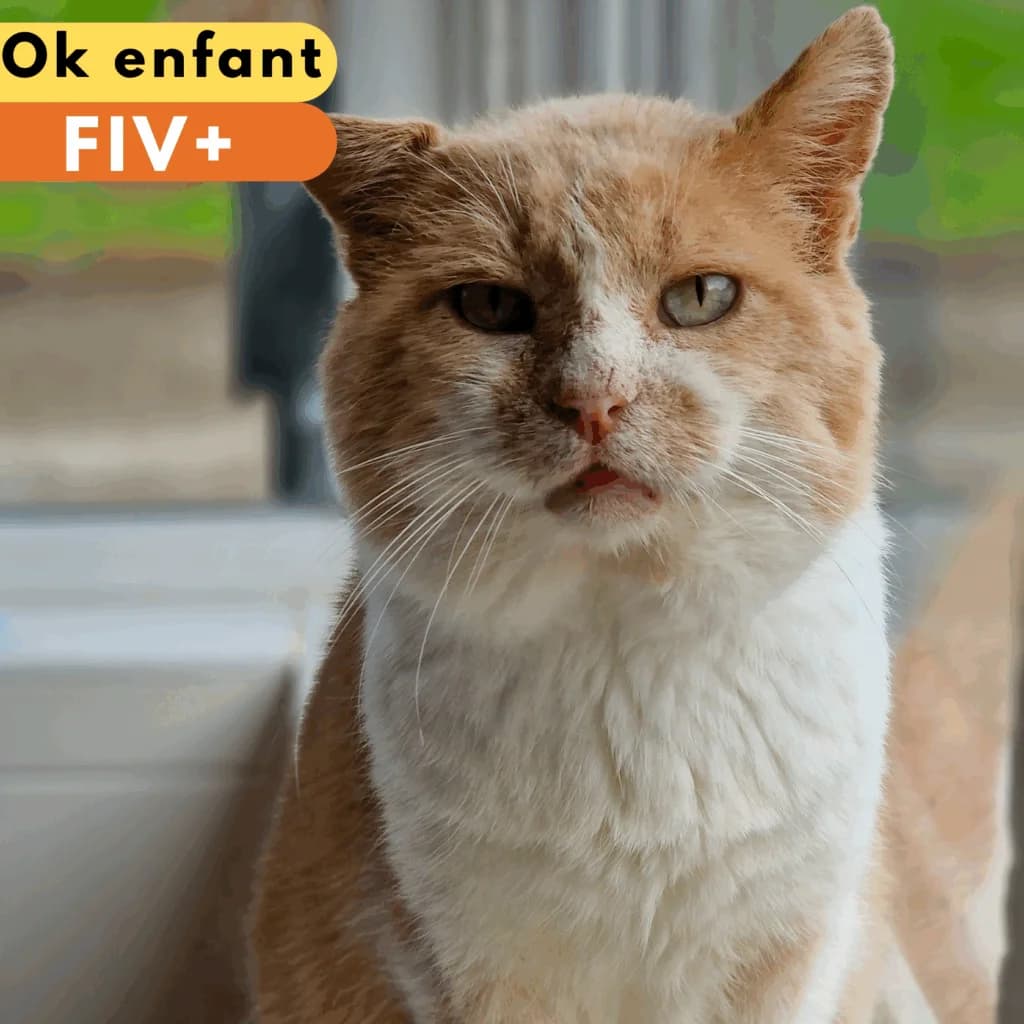 Sun, Mixed Breed for adoption at SPA de Loire Atlantique, Nantes