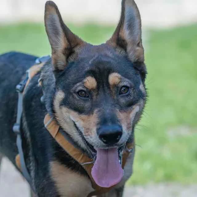 Olympe, mixed breed for adoption at SPA de Loire Atlantique, Nantes