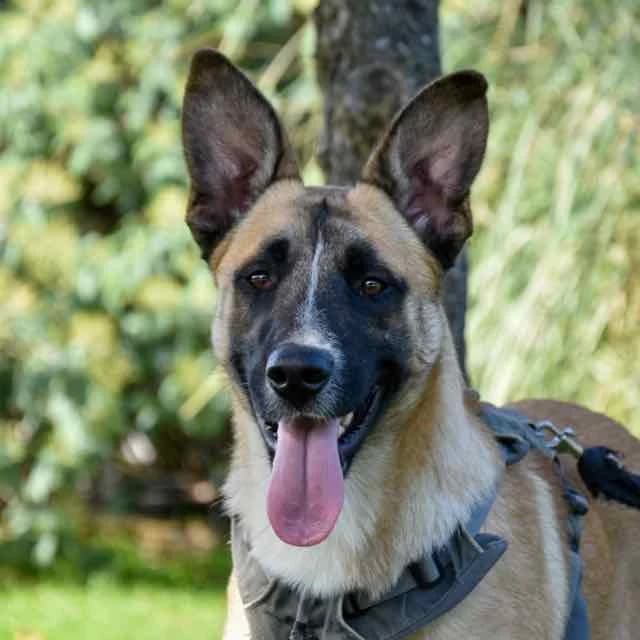 Napoleon, Belgian Malinois for adoption at SPA de Loire Atlantique, Nantes