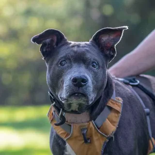 Cinza, Mixed Breed for adoption at SPA de Loire Atlantique, Nantes