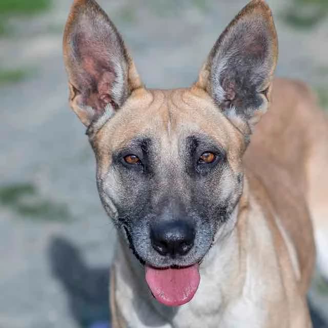Olca, Belgian Malinois for adoption at SPA de Loire Atlantique, Nantes