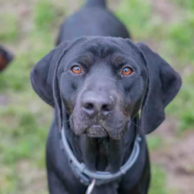 Tupac, 4yo Labrador Retriever for adoption at SPA de Loire Atlantique, Nantes